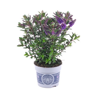 Hebe 'All Blooms®', blau, Topf-Ø 12 cm, 3 Pflanzen Hebe 'All Blooms®', blau, Topf-Ø 12 cm, 3 Pflanzen