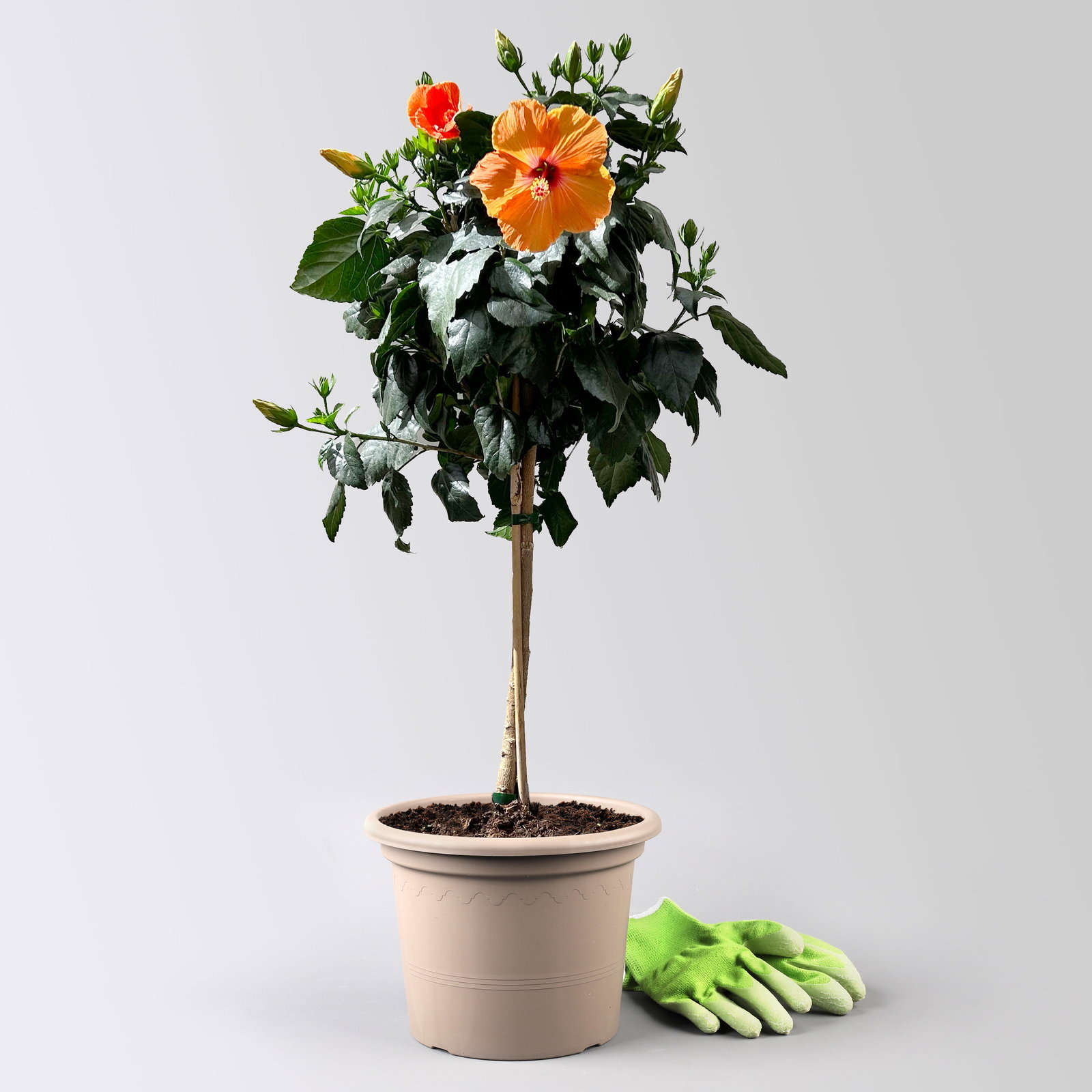 Hibiskus, orange, Stamm, Topf-Ø 23 cm, Höhe ca. 90 cm