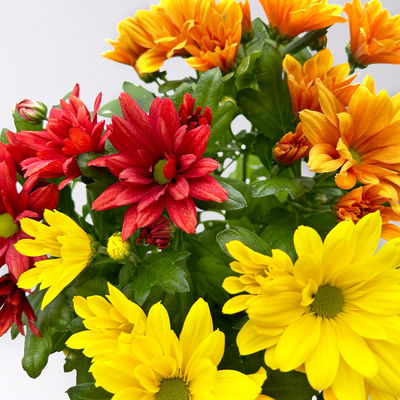 Chrysantheme Trio 'Sunset', orange-gelb-rot, Topf-Ø 12 cm, 6 Pflanzen Chrysantheme Trio 'Sunset', orange-gelb-rot, Topf-Ø 12 cm, 6 Pflanzen