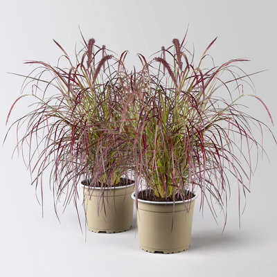 Lampenputzergras 'Fireworks', bunt, Topf-Ø 19 cm, 2 Pflanzen