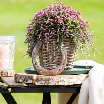 Calluna hängend, lila, Topf-Ø 12 cm, 3 Pflanzen Calluna hängend, lila, Topf-Ø 12 cm, 3 Pflanzen
