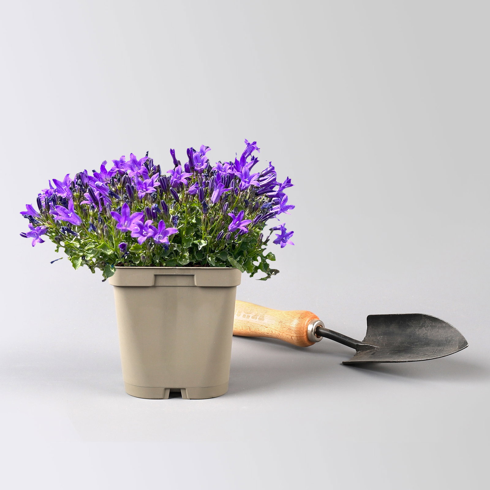 Bio Campanula portenschlagiana blau, Topf 11x11 cm, 3 Pflanzen Bio Campanula portenschlagiana blau, Topf 11x11 cm, 3 Pflanzen