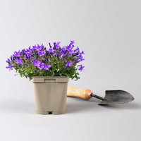 Bio Campanula portenschlagiana blau, Topf 11x11 cm, 3 Pflanzen Bio Campanula portenschlagiana blau, Topf 11x11 cm, 3 Pflanzen