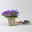 Bio Campanula portenschlagiana blau, Topf 11x11 cm, 3 Pflanzen Bio Campanula portenschlagiana blau, Topf 11x11 cm, 3 Pflanzen