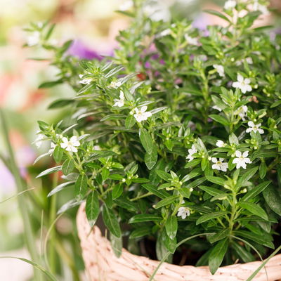 Japanische Scheinmyrte, weiß, Topf-Ø 11 cm, 6 Pflanzen