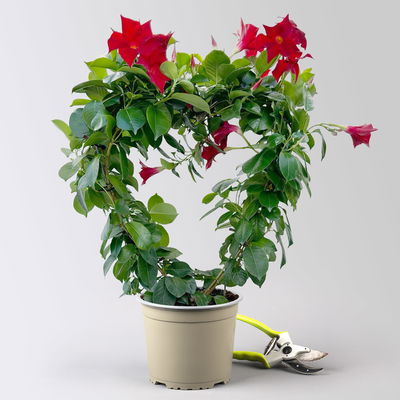 Dipladenie, rot, Herzform, Topf-Ø 17 cm, Höhe ca. 55 cm