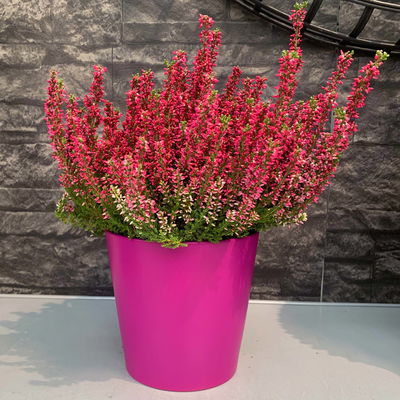 Knospenheide 'Longlife', Topf 13 cm Ø Knospenheide 'Longlife', Topf 13 cm Ø