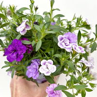 Zauberglöckchen 'Trio', lila-rosa-Töne, gefüllt, Topf-Ø 13 cm, 6 Pflanzen
