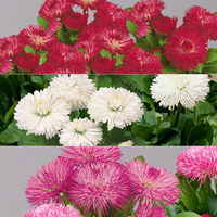 Tausendschön Farbe zufällig, großblumig Topf-Ø 12 cm, 6er-Set