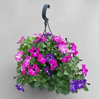 Hänge-Petunien 'Trio', gesprenkelt,  Ampeltopf-Ø 27 cm
