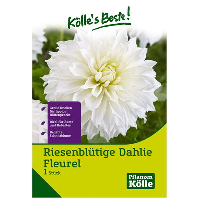 Riesen-Schmuck-Dahlie 'Fleurel' weiß, 1 Blumenknolle