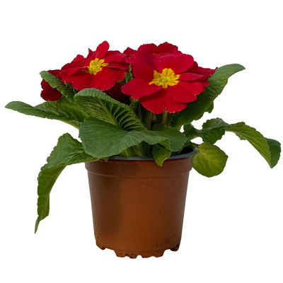 Primel rot, Topf-Ø 10,5 cm, 8 Pflanzen Primel rot, Topf-Ø 10,5 cm, 8 Pflanzen