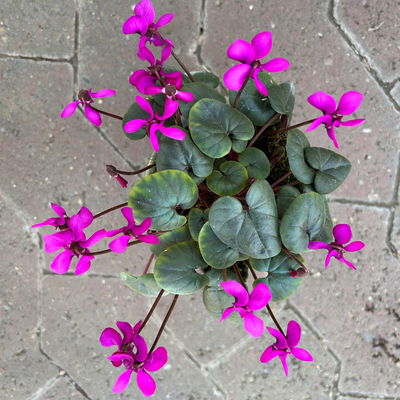 Frühlings-Alpenveilchen, lila, Topf-Ø 11 cm, 3 Pflanzen