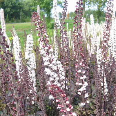 Bio Cimicifuga simplex 'Brunette', rosa-weiß, Topf 11x11 cm, 3 Pflanzen