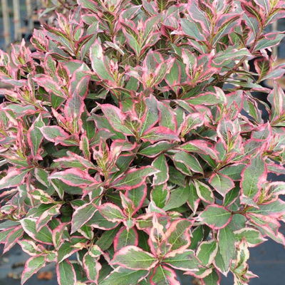 Frühlingsblüher Zwergweigelien-Kollektion, 3er-Set, Topf je 3 Liter Frühlingsblüher Zwergweigelien-Kollektion, 3er-Set, Topf je 3 Liter