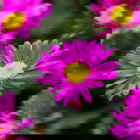 Pflanzenkreation 'Insektenbuffet', bunt, 6 Pflanzen inkl. Erde und Dünger