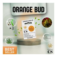 Cannabis Saatgut Hanf 'Orange Bud'