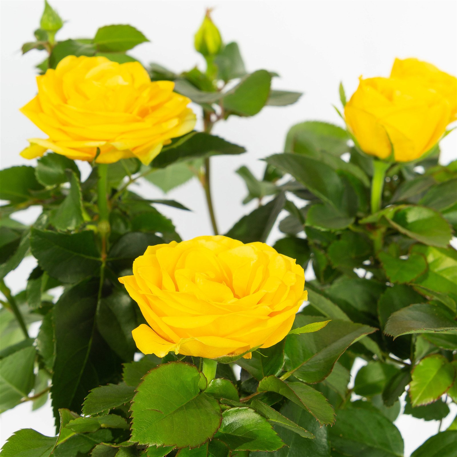 Rose, gelb, mit Topf Dallas weiß, Topf-Ø 13 cm, 3er-Set