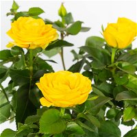 Rose, gelb, mit Topf Dallas weiß, Topf-Ø 13 cm, 3er-Set