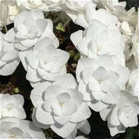 Tellerhortensie Hydrangea macrophylla 'Wedding Gown'®, weiß, Topf 23cm Ø