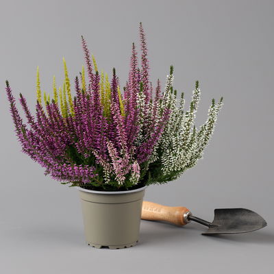 Knospenheide 'High Five®', fünffarbig, Topf-Ø 13 cm, 3 Pflanzen Knospenheide 'High Five®', fünffarbig, Topf-Ø 13 cm, 3 Pflanzen