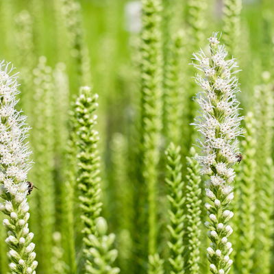 Bio Prachtscharte weiß, Topf 11x11 cm, 3 Pflanzen