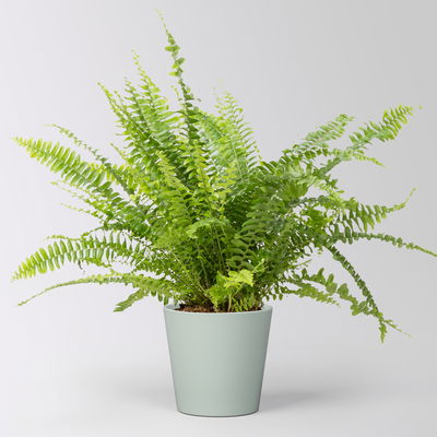 Schwertfarn 'Green Lady' in Keramiktopf Dallas gletscherblau, Topf-Ø 12cm Schwertfarn 'Green Lady' in Keramiktopf Dallas gletscherblau, Topf-Ø 12cm