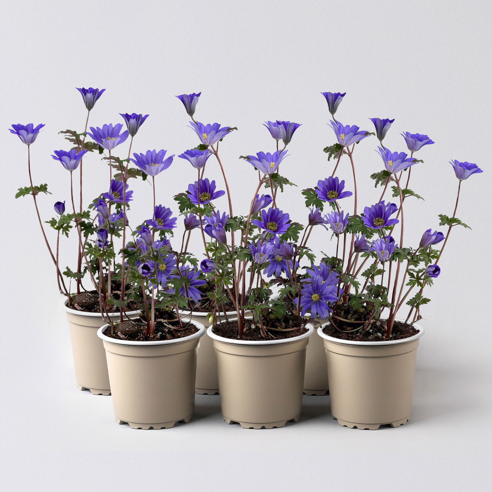 Anemone blanda 'Blue Shades', blau, Topf-Ø 9 cm, 6 Stück