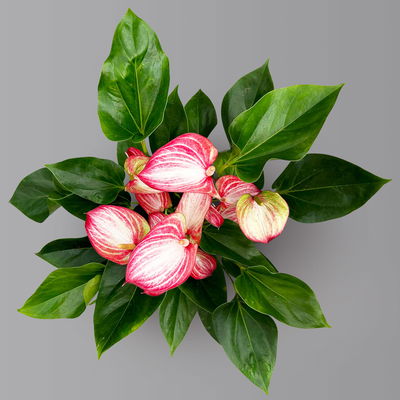 Flamingoblume 'LiviumRed' rot-weiß gestreift, Topf-Ø 17 cm