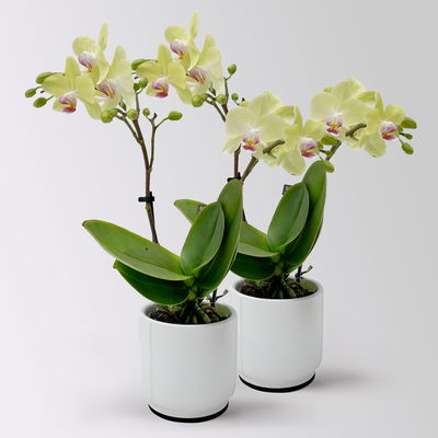 Mini-Phalaenopsis mit Keramiktopf, gelb, Topf-Ø 7 cm, 2 Pflanzen Mini-Phalaenopsis mit Keramiktopf, gelb, Topf-Ø 7 cm, 2 Pflanzen