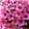 Bio Flammenblume 'Adessa® Rose Eye' rosa, Topf-Ø 11 cm, 3er-Set