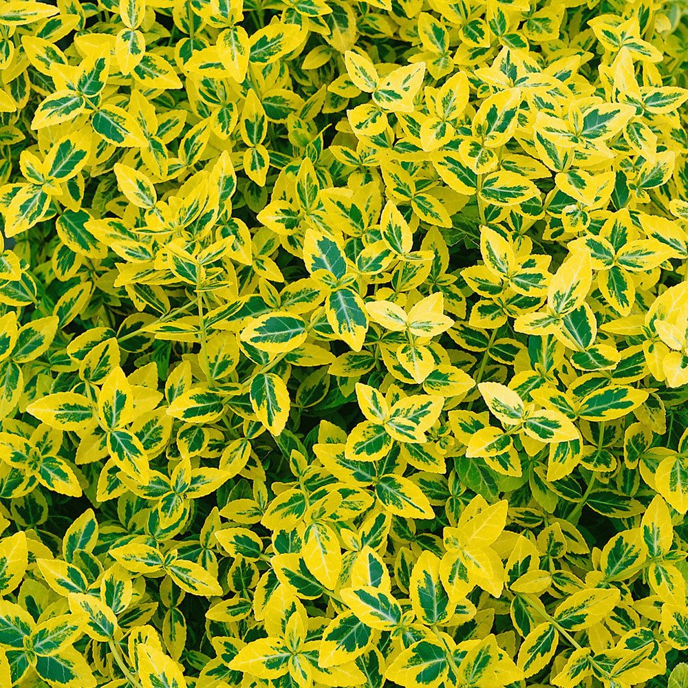 Euonymus fortunei 'Emerald Gold' gelbgrün, Topf-Ø 13 cm, 6er Set