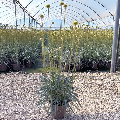 Craspedia 'Golf Beauty' gelb, Topf-Ø 14 cm, 2 Pflanzen