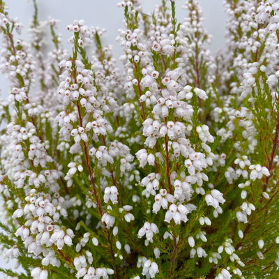 Glockenheide, weiß, Topf-Ø 11cm, 6 Pflanzen Glockenheide, weiß, Topf-Ø 11cm, 6 Pflanzen