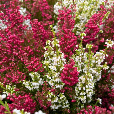 Glockenheide 'Duo', rot-weiß, Topf-Ø 11 cm, 6 Pflanzen Glockenheide 'Duo', rot-weiß, Topf-Ø 11 cm, 6 Pflanzen