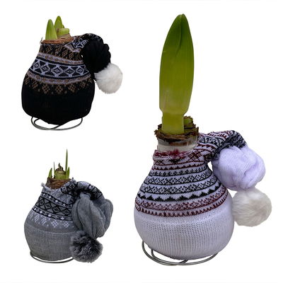 Amaryllis in Wachs XL, Dekor 'Mütze Skandinavien', Farbe zufällig, Blüte rot Amaryllis in Wachs XL, Dekor 'Mütze Skandinavien', Farbe zufällig, Blüte rot