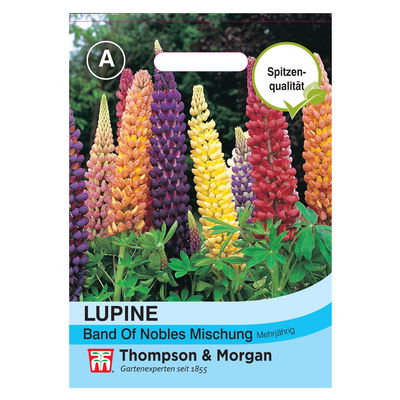 Lupine Band of Nobles Mischung, zweijährig, ideale Beetpflanze Lupine Band of Nobles Mischung, zweijährig, ideale Beetpflanze