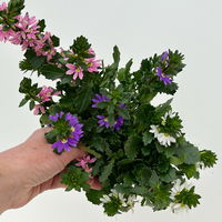 Fächerblume 'Trio', rosa-lila-weiß, Topf-Ø 12 cm, 6 Pflanzen Fächerblume 'Trio', rosa-lila-weiß, Topf-Ø 12 cm, 6 Pflanzen