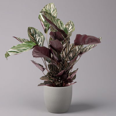 Korbmarante, Goeppertia ornata syn. Calathea, Topf-Ø 19 cm, Höhe ca. 65-85 cm Korbmarante, Goeppertia ornata syn. Calathea, Topf-Ø 19 cm, Höhe ca. 65-85 cm