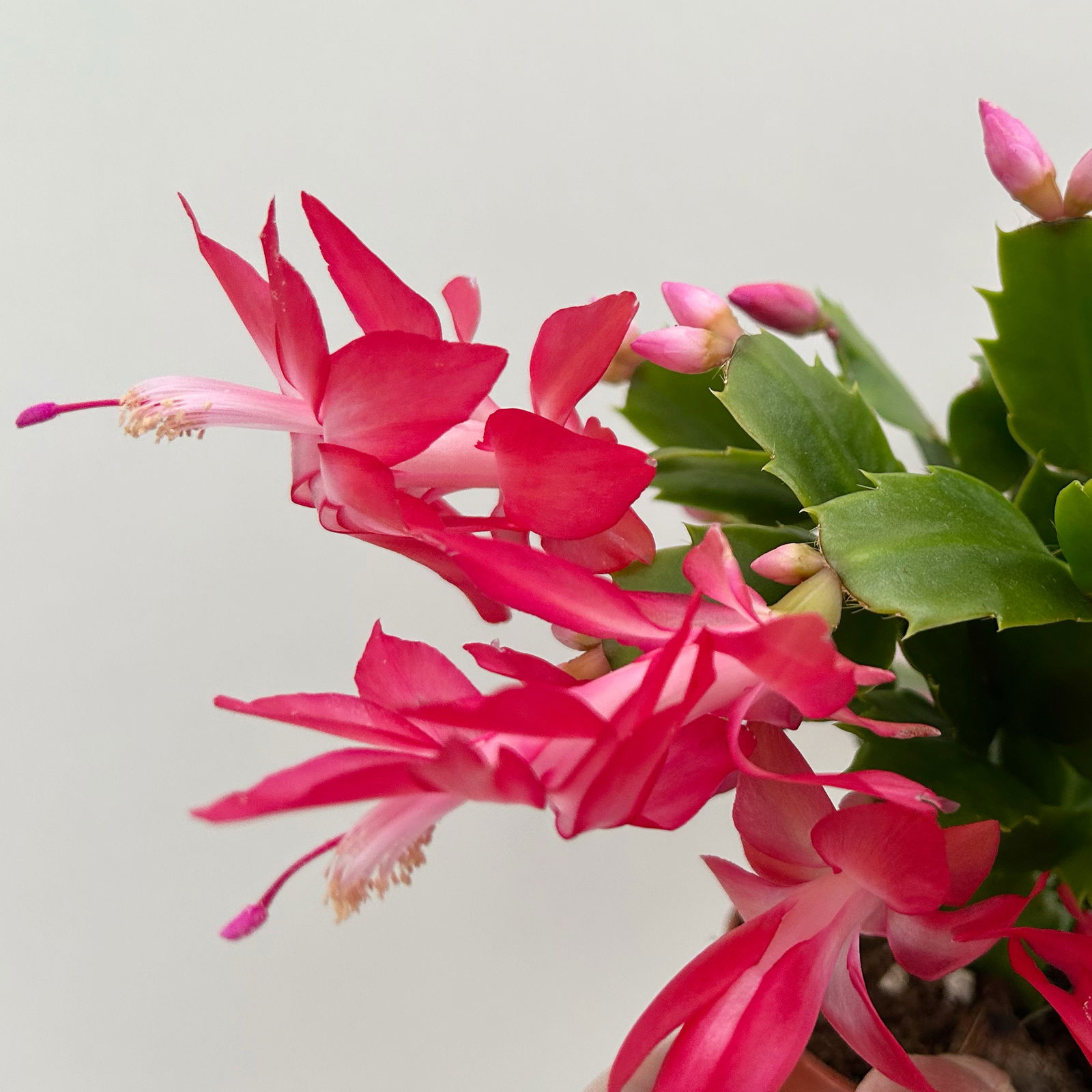 Weihnachtskaktus, rosa, mit Übertopf Dallas anthrazit, Topf-Ø 12 cm, 2 Pflanzen Weihnachtskaktus, rosa, mit Übertopf Dallas anthrazit, Topf-Ø 12 cm, 2 Pflanzen