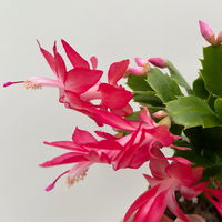 Weihnachtskaktus, rosa, mit Übertopf Dallas anthrazit, Topf-Ø 12 cm, 2 Pflanzen Weihnachtskaktus, rosa, mit Übertopf Dallas anthrazit, Topf-Ø 12 cm, 2 Pflanzen