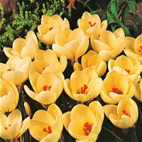 botanische Krokusse 'Cream Beauty', zartgelb, 25 Blumenzwiebeln