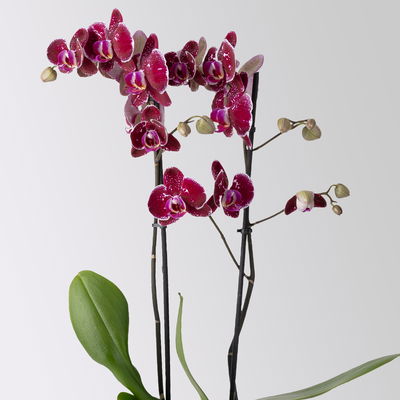 Schmetterlingsorchidee 'Eduction', rot, 2 Rispen, Topf-Ø 12 cm, Höhe ca. 70 cm Schmetterlingsorchidee 'Eduction', rot, 2 Rispen, Topf-Ø 12 cm, Höhe ca. 70 cm