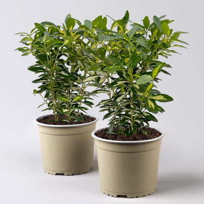 Japanischer Spindelstrauch 'Goldqueen'Ⓢ, Topf-Ø 17 cm, 2er-Set Japanischer Spindelstrauch 'Goldqueen'Ⓢ, Topf-Ø 17 cm, 2er-Set