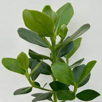 Balsamapfel 'Princess', Topf-Ø 12 cm, 2 Pflanzen, inkl. Keramikübertopf Byron