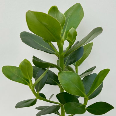 Balsamapfel 'Princess', Topf-Ø 12 cm, 2 Pflanzen, inkl. Keramikübertopf Byron