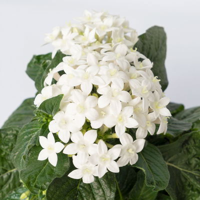 Pentas lanceolata in Keramiktopf Dallas weiß, Weißtöne, Topf-Ø 12 cm