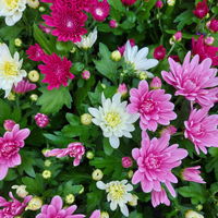 Pflanzenkreation Spätsommer-Zeit lila-pink, 8 Pflanzen inkl. Erde & Dünger