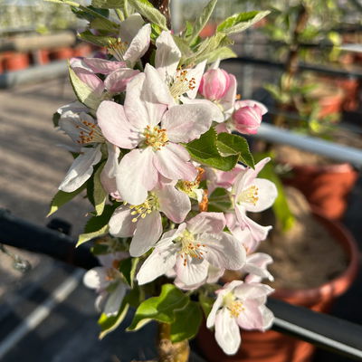 Kölle Bio Säulenapfel 'Rondo'Ⓢ, Unterlage MM 111, Topf 10 Liter