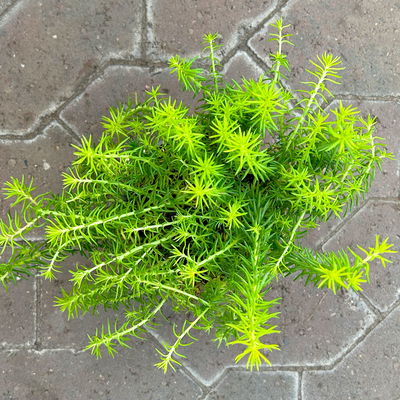 Tripmadam, gelb, Topf-Ø 13 cm, 6er-Set